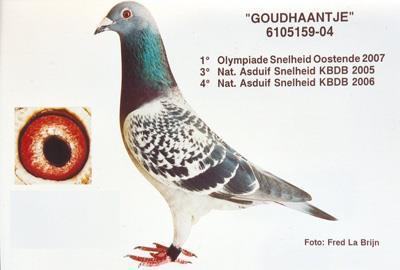 ! ) 2005 : Noyon 996 pigeons 1st Noyon 905 p.