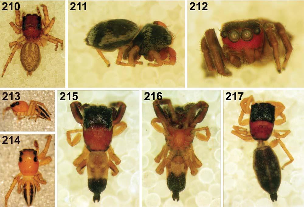 WESOLOWSKA & HADDAD: JUMPING SPIDERS OF NDUMO 95 Habitat and biology: This species was collected from foliage of short shrubs in BW and ST.