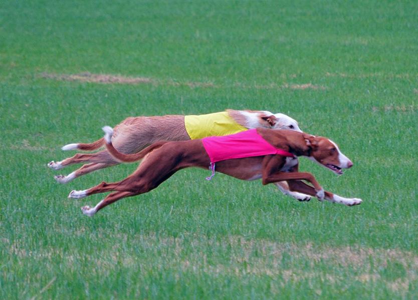 Welcome to the 2015-2016 GOGLCA Lure Coursing Season!