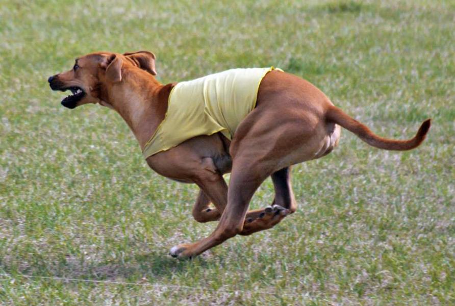 It is recommended that a hound not be Pre Certed until it has run 2-3 times by itself around a full course without stopping!