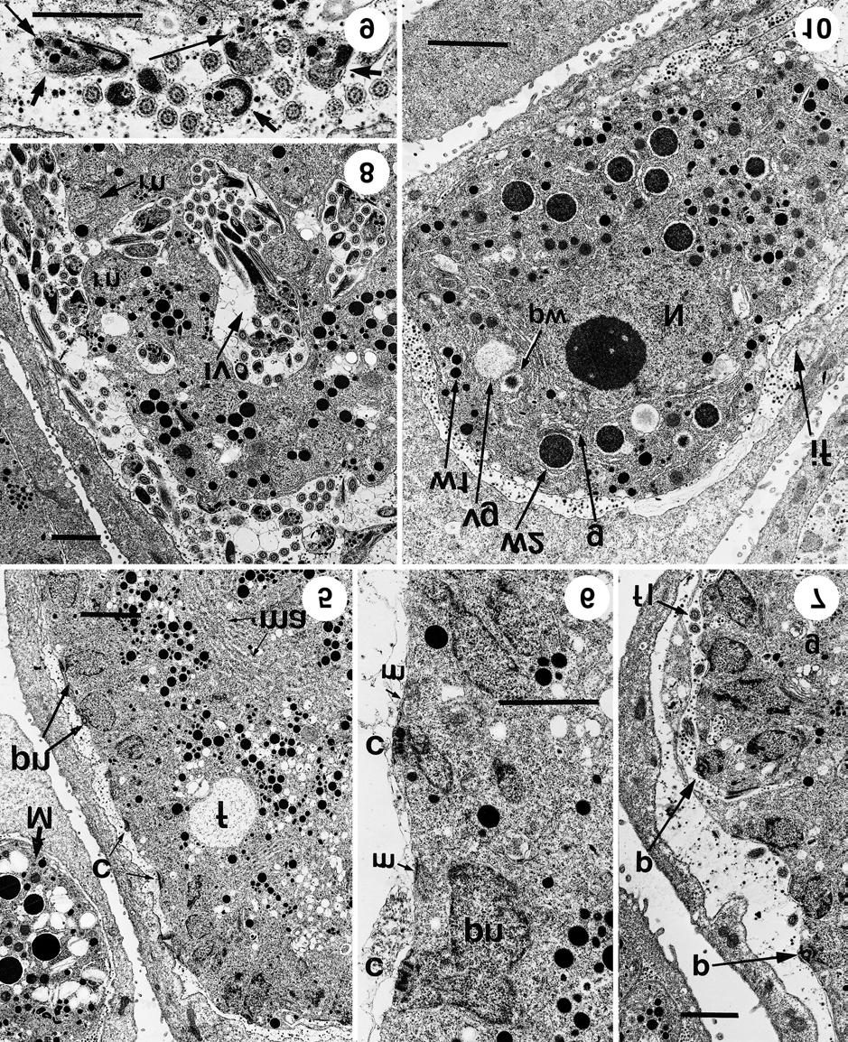 Paperna, Lainson: Ultrastructure of Choleoeimeria Figs. 5-9. Stages in the production of Choleoeimeria rochalimai microgametes. Fig. 5. Nuclei (pn) arranged around the periphery of a microgamont; c centrioles; f food vacuole; M macrogamont; ma mitochondrial plates.