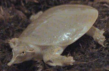 TURTLE KEY 1a. Carapace (upper shell) soft...apalone (Softshell turtles) 2 1b. Carapace hard...4 2a.