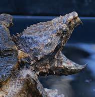 Four shields (Figure #5) between marginal and costal scutes (scales on carapace); three prominent ridges on carapace; tail lacking a dorsal (upper surface) ridge.