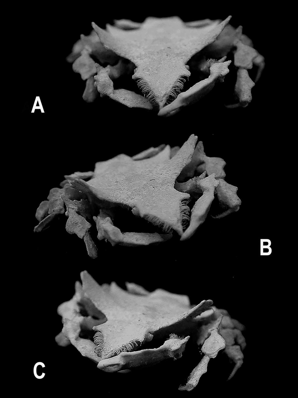 Spider Crabs of the Genus Huenia from Japan 41 with supraorbital margin; posterior (branchial) lobe triangular, directed posterolaterally, weakly curved upward, with sharp tip; both margins straight,