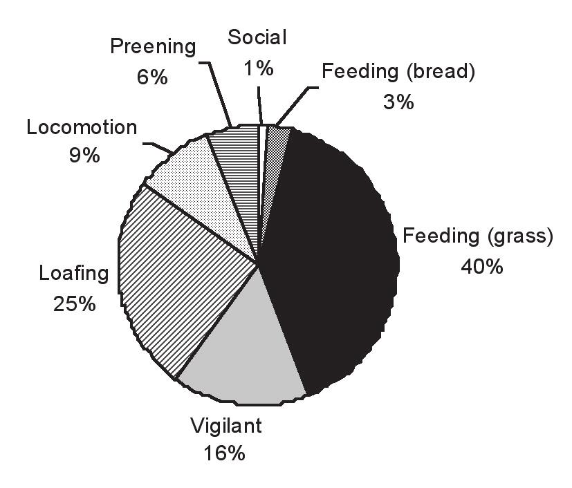 Activity Mean time with Mean time without F 1,143 P supplementary food supplementary food (%) (%) Feed 43 67 39. <.1 Loaf 25 14 25.42 <.1 Vigilant 16 8 24.58 <.1 Social interaction 1 <1 3.16 <.