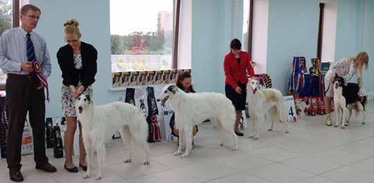 Judging the Borzoi National Specialty, Russia 2013 continued Open Dogs: 1st: name in