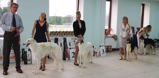 Judging the Borzoi National Specialty, Russia 2013 continued Winner class is not like Winners Dog in the US but a