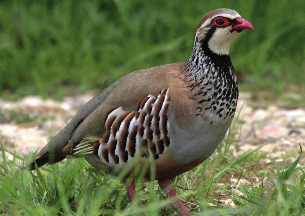On request we can supply French Red Leg Partridge which contain a little Spanish blood in which can really spice