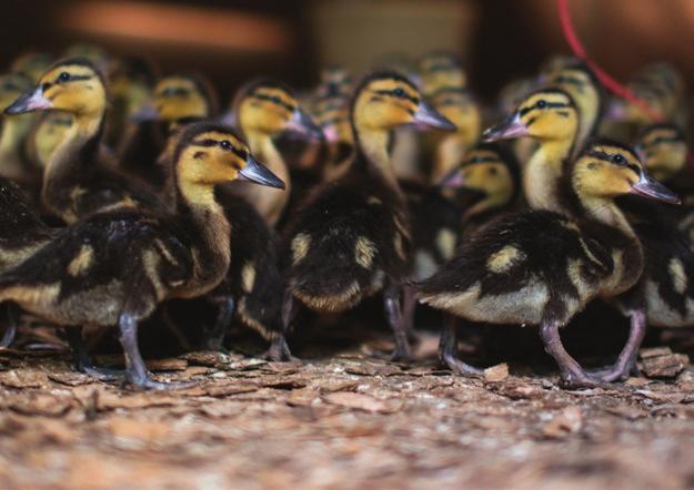 Our Ducks DAlthough we do not breed ducks on site at Bettws Hall due to the disease precautions in place, we do provide a large number of ducks nationwide and into Ireland too, both at