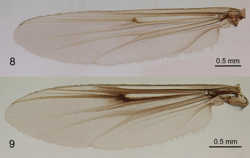 Madachironomus lakazana gen. n., sp. n., female.