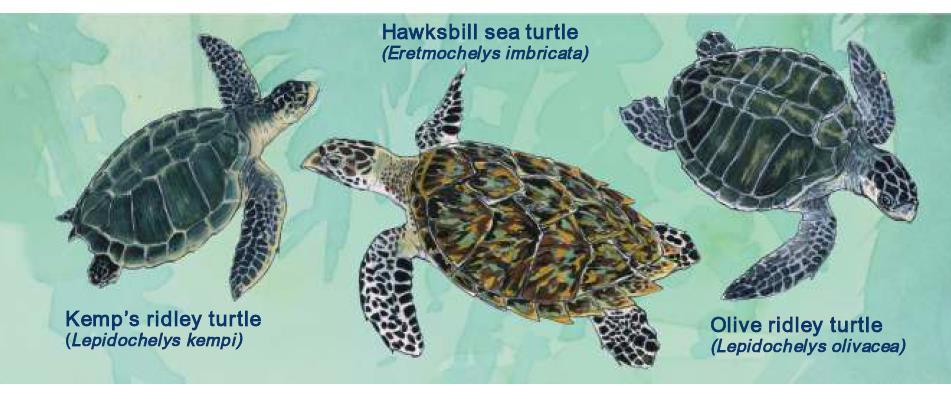 Eyo and Amiye. 31 Fig 1: Types of sea turtles in Nigeria to reduce this take, other than a general educational effort.