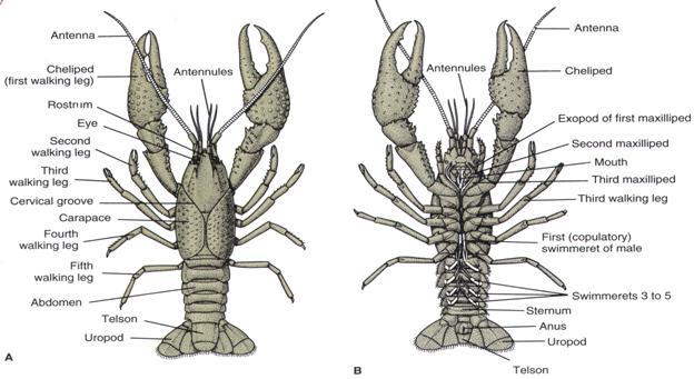 Page 2 Ventral to the cephalothorax are 5 pairs of legs; the first pair (also known as the claw or merus) is larger than the other four pairs.