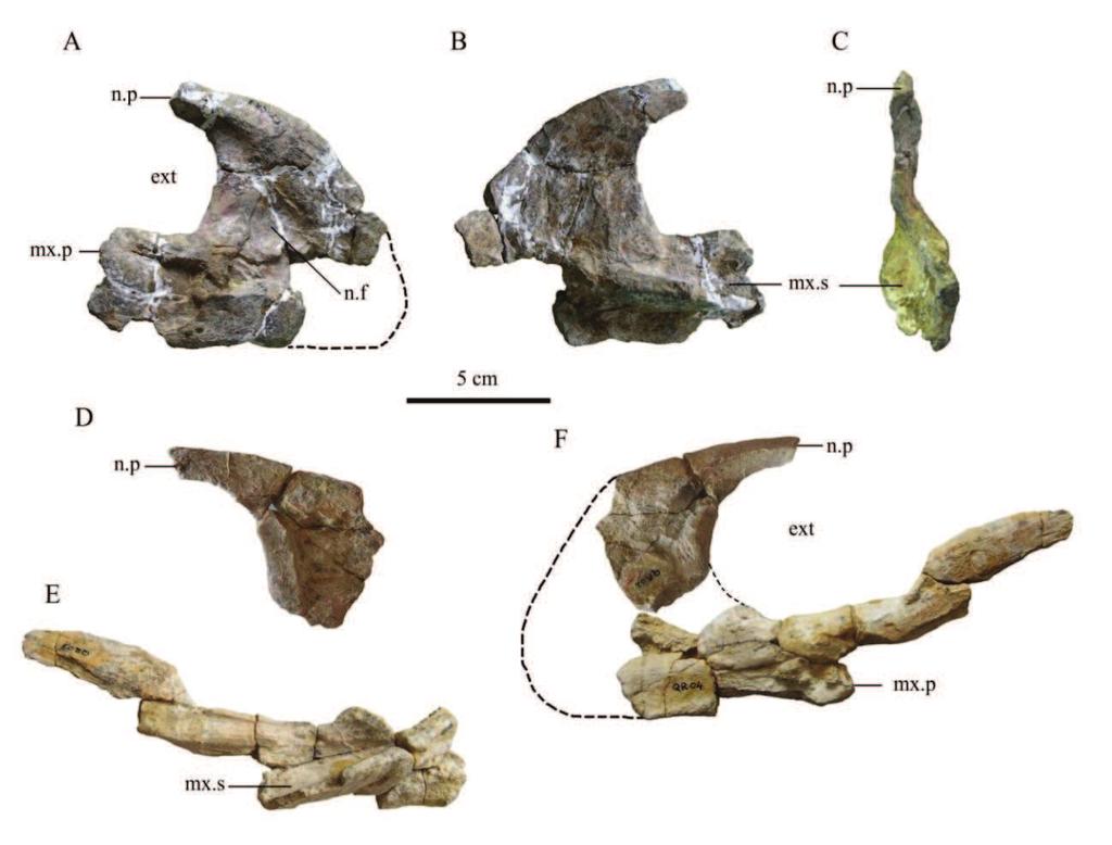 Figure 4.1. Right premaxilla MC-CY.QR.3 in lateral (A), medial (B) and caudal (C) views. A fragment of left premaxilla MC-QR.2 (D), MC-QR 1, 3, 4 and 6 (E) in medial view.