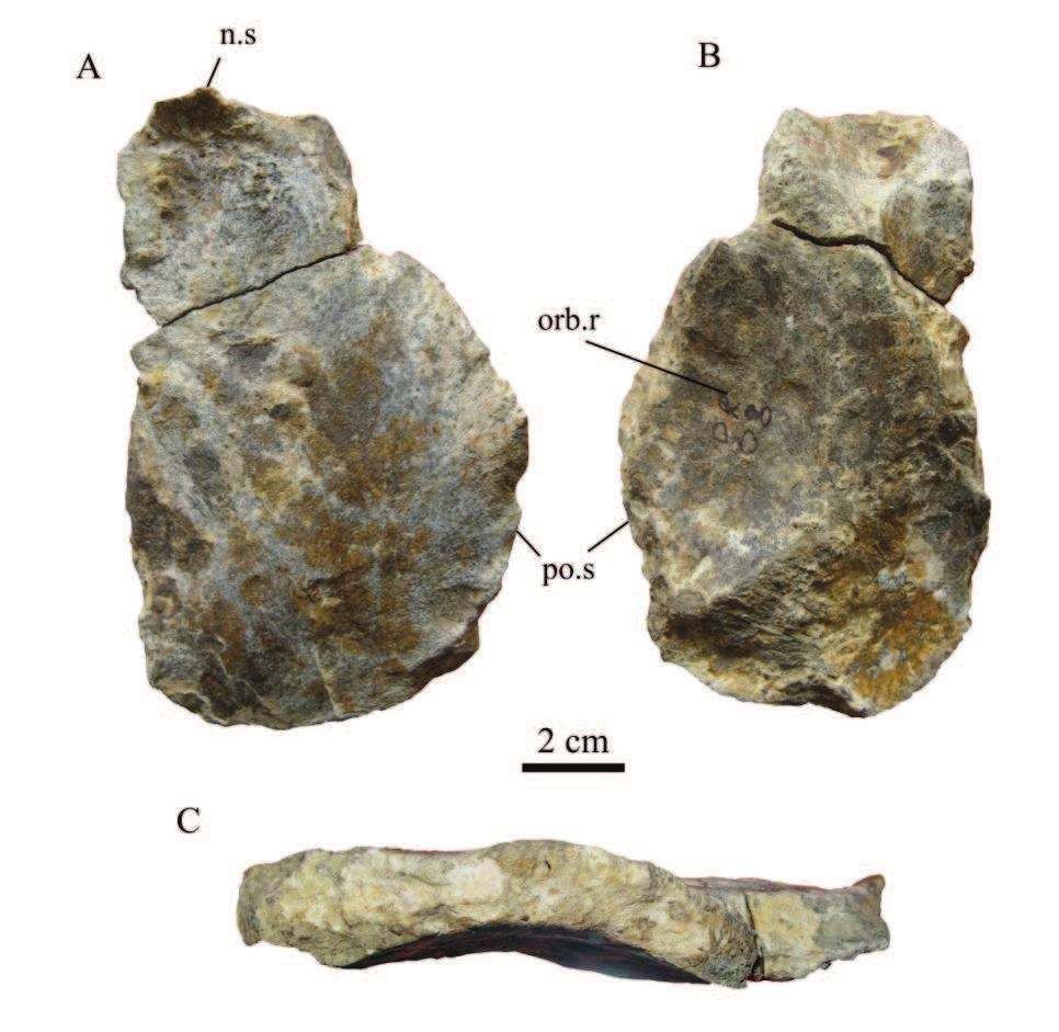 IV. Frontal (MC-QR 8) Only the right frontal MC-QR8 can be identified (Figure 4.4). The posterior end is not completely preserved, however the frontal is longer than wide.
