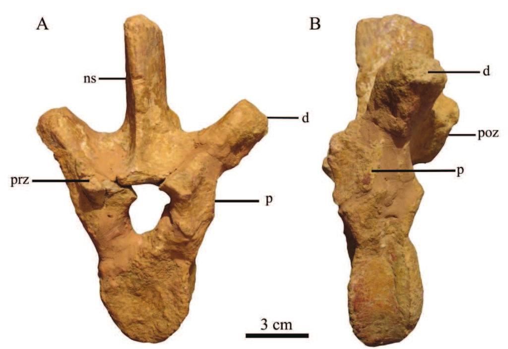 posterior dorsal vertebrae. The articular surfaces are slightly concave and they face dorsomedially. The prezygapophyses are more prominent in more posterior dorsals.