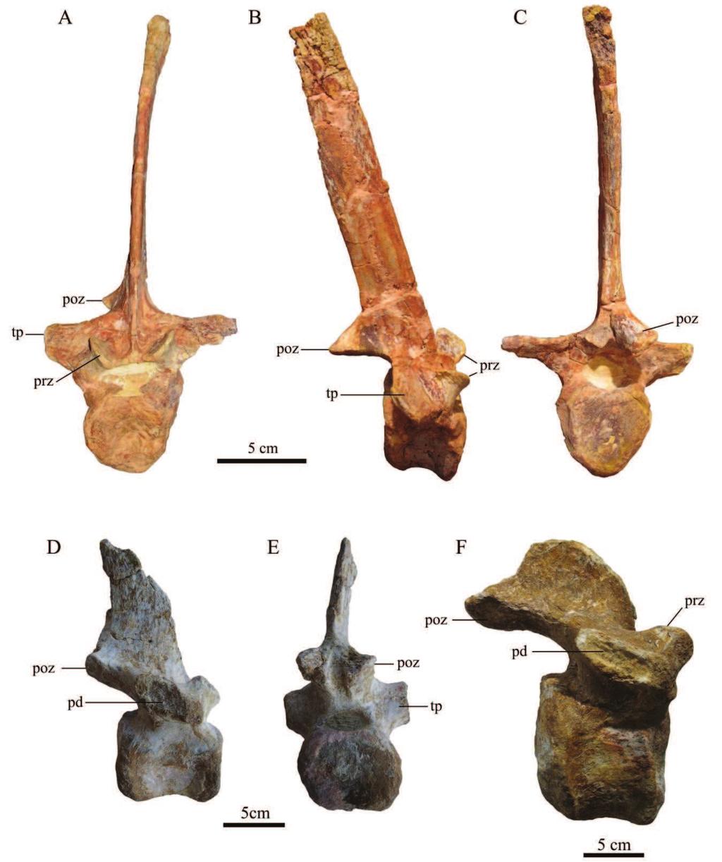 Figure 4.16 Posterior dorsal vertebrae, CM-496 in anterior (A), right lateral (B) and posterior (C) views, MDE-C3.03.50 in right lateral (D) and posterior (E) views and MDE- C3.
