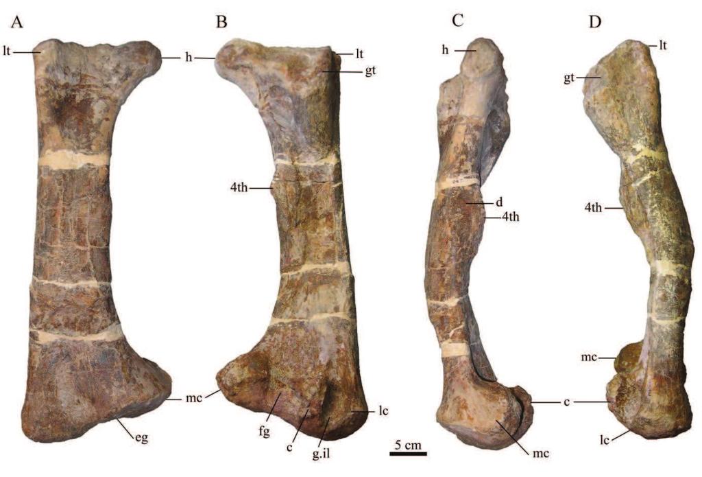 Figure 4.31 Right femur MC-MN 41 in anterior (A), posterior (B), medial (C) and lateral (D) views.