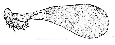 (theriniformes) Fig. 13. Notocheirus hubbsi, MU I-307. Fig. 14.