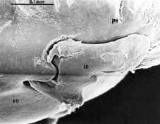 Fifth ceratobranchial posterolateral angle produced as site of attachment for posterior levator muscle. Hypobranchials fused dorsally to respective tooth plates.