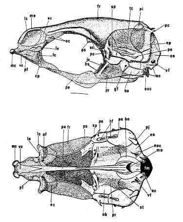 Descriptive anatomy of Iso rhothophilus (Ogilby), with a phylogenetic analysis of Iso and a redefinition of Isonidae (theriniformes) region. Larger specimens to 60 mm SL.