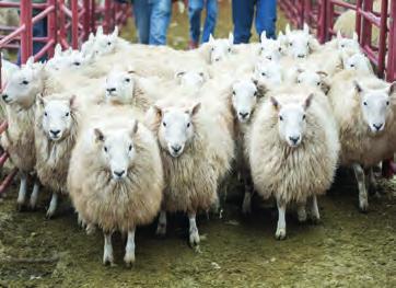 Tuesday 19th February Store & Breeding Sheep.