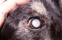 Much as expected, the first affects the Collie breeds and is seen as a distortion in the normal anatomy of the retina and other deeper structures.
