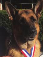 Membership includes subscription to The German Shepherd Dog Review.