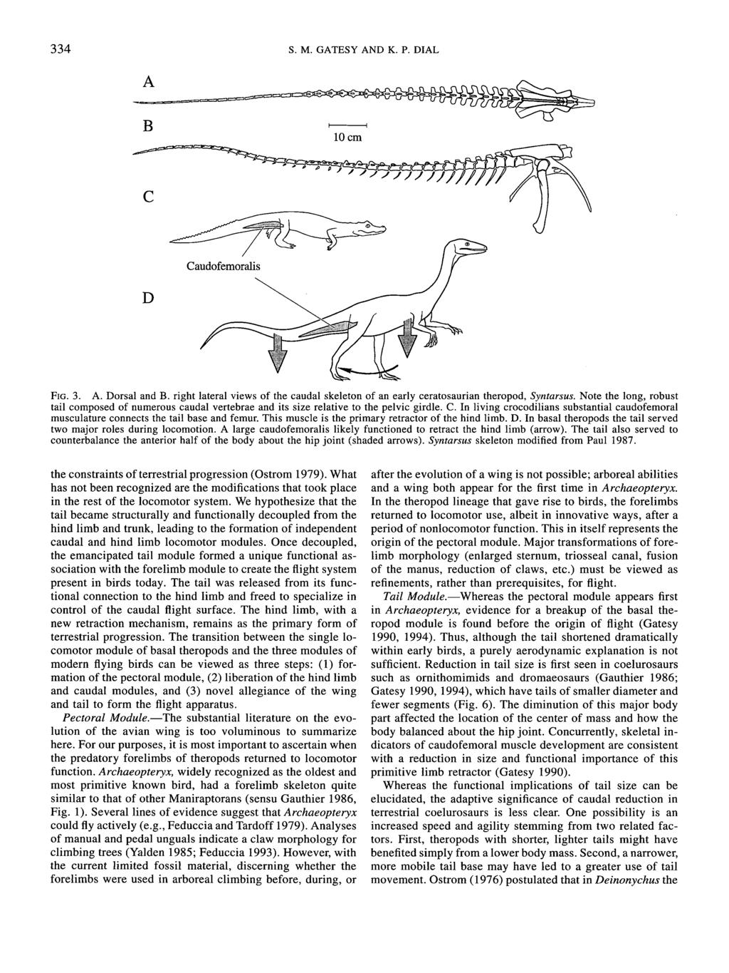 334 S. M. GATESY AND K. P. DIAL Caudofemoralis D FIG. 3. A. Dorsal and B. right lateral views of the caudal skeleton of an early ceratosaurian theropod, Syntarsus.