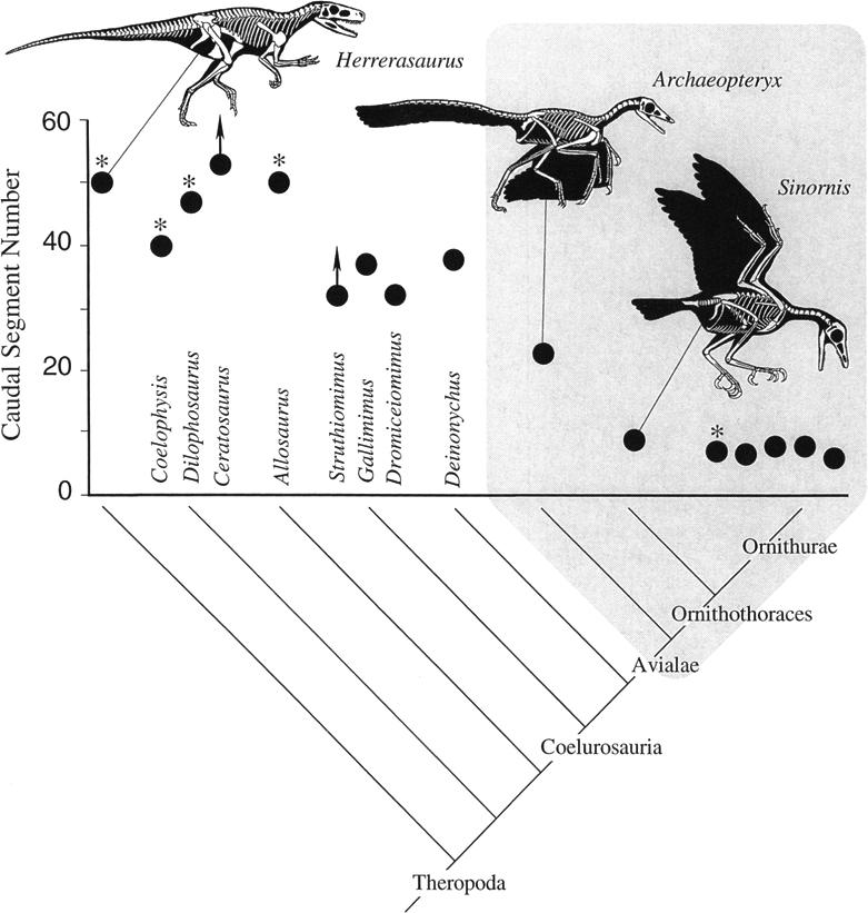 LOCOMOTOR MODULES AND AVIAN FLIGHT 337 60 40 20 * ~.. 0...-----------_ Theropoda / FIG. 6. Plot of caudal segment number through theropod phylogeny.