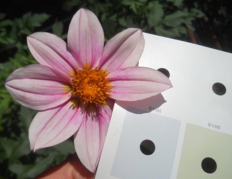 how to assess those merits: the ADS Guide to Judging Dahlias (GJD). Pages 9 to 16 cover the basics, but there are lots of additional references to color throughout the manual.