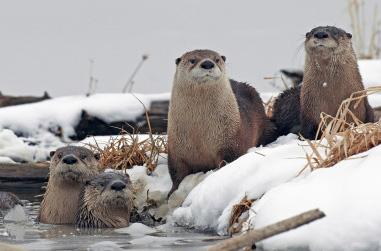 Often seen in groups, they can be observed hunting and frolicking year round at the recently renamed Loess Bluffs National Wildlife Refuge in Missouri (Formerly the Squaw Creek