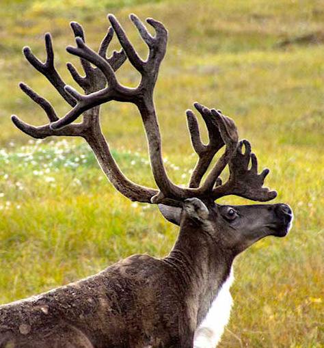 How Reindeer and Caribou Help Cool the Arctic by Brandon Keim Just imagine: What if millions of people moved to the Arctic and devoted their lives to engineering a landscape that could help offset