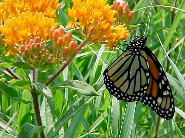 Milkweed Perennial Plant of the Year The 2017 perennial plant of the year, and other milkweeds you should know. We've always known that milkweeds are fantastic plants.