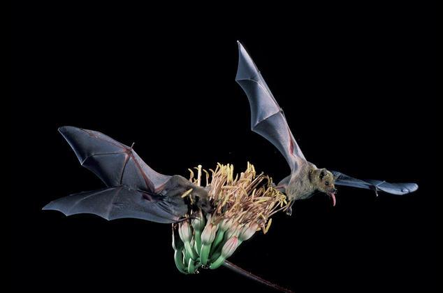 With a Helping Hand From Tequila Makers a Bat Comes Back From the Brink U.S. wildlife officials say the lesser long-nosed bat can come off the endangered species list.
