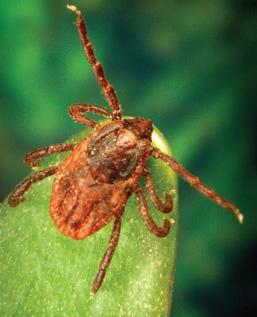 National Pest Alert Regional IPM Centers, USDA Ticks and Tick-Borne Diseases Ticks and tick-borne diseases (TBD) pose a major public health concern nationally.