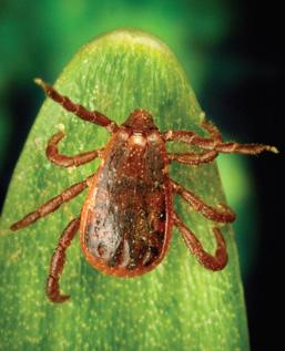 Lyme disease accounts for over 90% of all reported human vectorborne disease, with an estimated 300,000 cases annually. TBDs are most often spread by the bite of ticks.