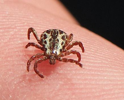 Ticks need a blood meal at every life stage after hatching to survive and grow. Ticks can feed on mammals, birds, reptiles, and amphibians.