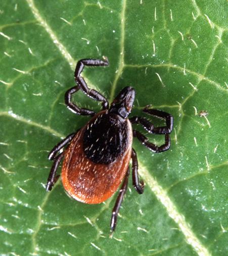 The Spread of Disease: Most ticks wait passively on vegetation for host animals to move by. If a host passes by close enough, the tick will latch on.