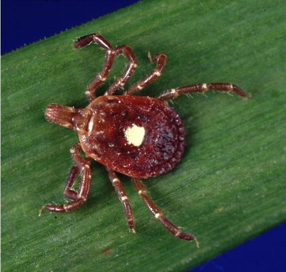 If the tick is carrying germs that will cause a TBD, the germs may be passed on to the host animal in the tick s saliva.