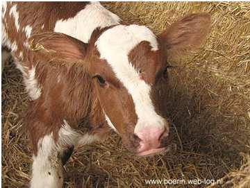 Antimicrobial use in veal calves 15 herds TI DDD = 416,8 96% oral group treatments 12% profylactisch 88% metafylactisch 44% of the grouptreatments underdosed Pardon et al.