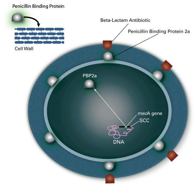 Background S aureus acquired mec A (PBP2a) PBP2a : low affinity to all beta lactam antibiotics (limited therapeutic options) meca located on the Staphylococcal Cassette Chromosome