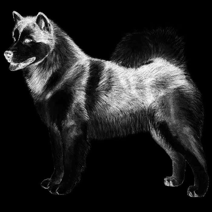 SIBERIAN HUSKY The Siberian Husky originated from the extreme north east of Siberia.