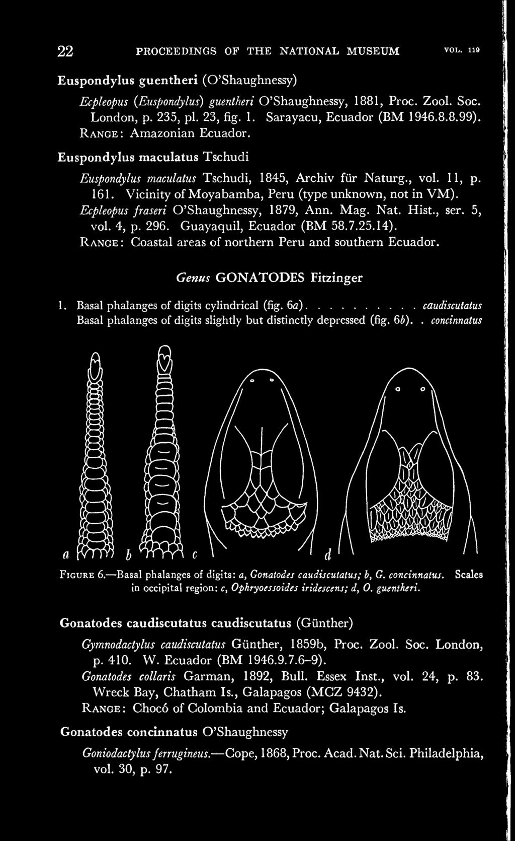 Ecpleopus fraseri O'Shaughnessy, 1879, Ann. Mag. Nat. Hist., ser. 5, vol. 4, p. 296. Guayaquil, Ecuador (BM 58.7.25.14). Range : Coastal areas of northern Peru and southern Ecuador.