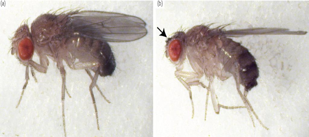 Fruit fly Drosophila melanogaster Genetics, embryonic development, learning, behaviour, aging Fundamental biological mechanisms and pathways similar Not subject to