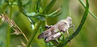 Crickets, locusts Sources of protein: Food of the future?