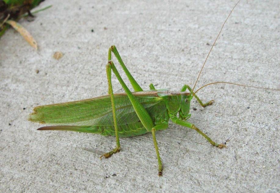? Not covered by EU Directive Most species of cricket seem happy with a