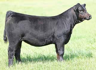 NGDB Structure 34D NCB Cobra 47Y x NGDB Louise 411B 12 Outcross pedigree & is filled with maternal greatness & show ring