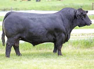 34D LOT 12D - 10 units of NGDB Structure 34D LOT 12E - 10 units of NGDB Structure 34D ** USA semen only, the only semen offered in