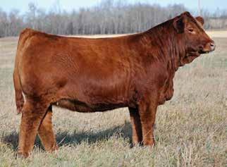 - 10 units of WFL Westcott 24C LOT 15E - 10 units of WFL Westcott 24C ** USA semen only, the only semen offered in 2019.
