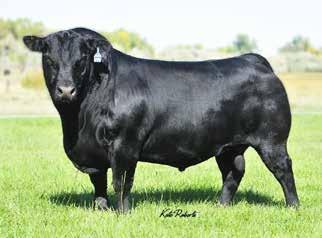 Soo Line Rose 1019 Soo Line Motice 9016 x E A Rose 918 18 One of the best cows in the industry mated with the exciting Capitalist 316 LOT 18-5 Embryos of LD Capitalist 316 x